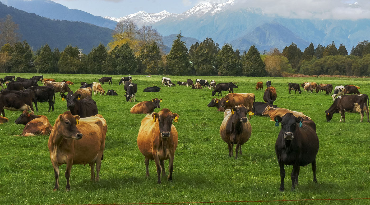  new zealand grass-fed dairy cows