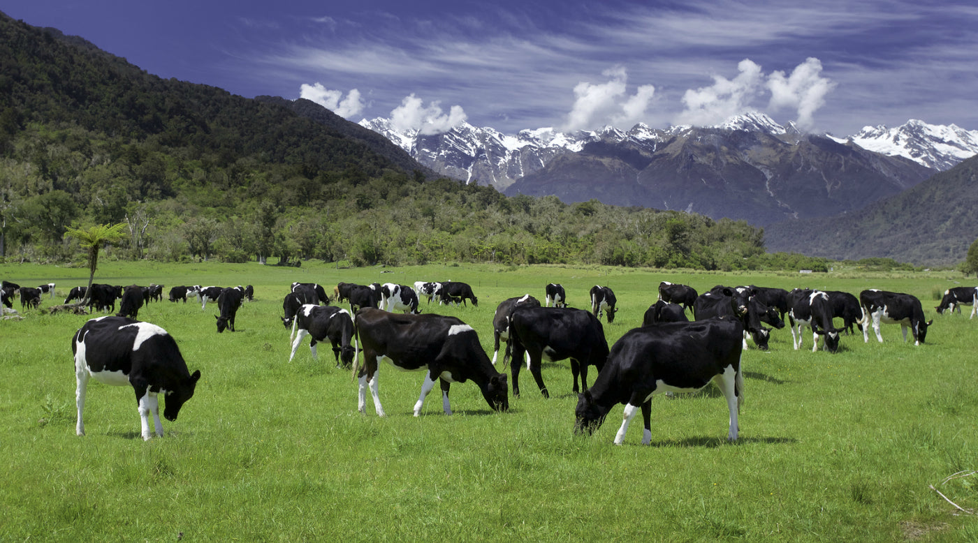  Cows grazing free range new zeland